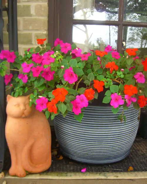 Requirements for Growing Impatiens in Pots
