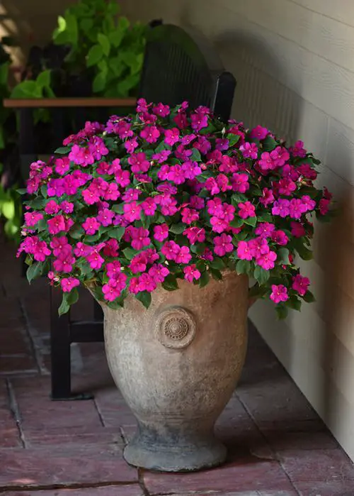growing impatiens in pots