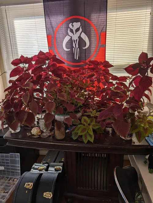 Impressive Red Indoor Plants 3