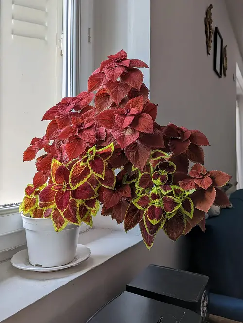Impressive Red Indoor Plants 3