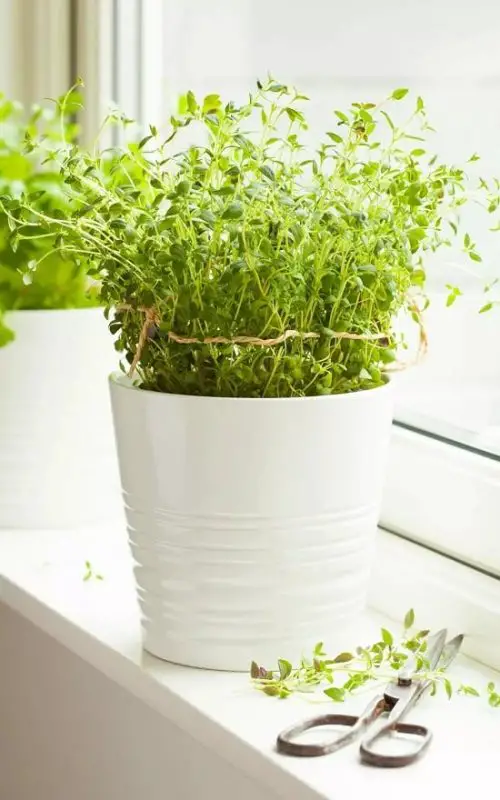 Super Thyme Growing Tips
