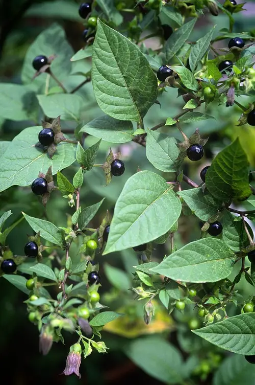 Best African Vegetables