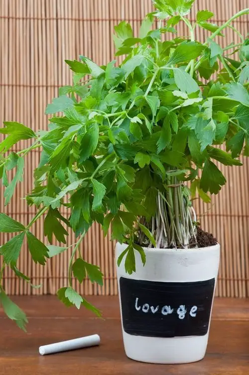 Herbs that Grow Without Sunlight