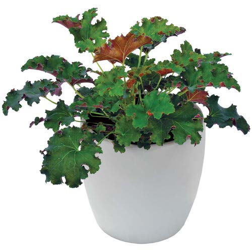 Heuchera Varieties