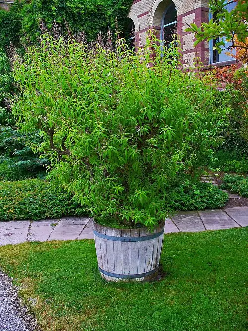 Plants that Repel Spiders 2