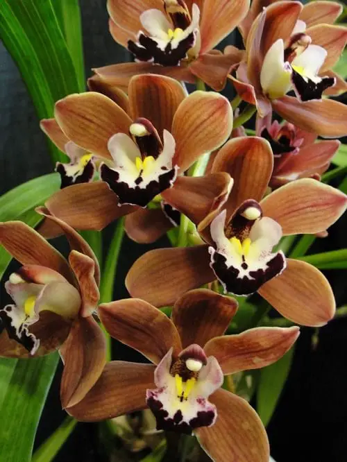 Types of Brown Flower Names 6
