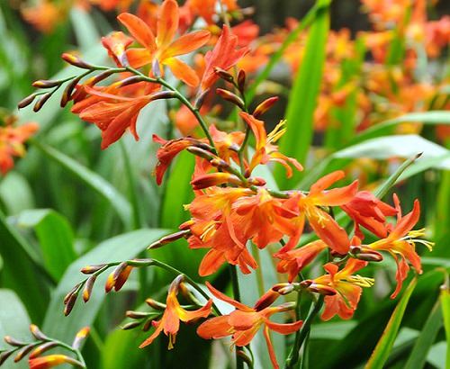 Types of Orange Flowers -Crocosmia