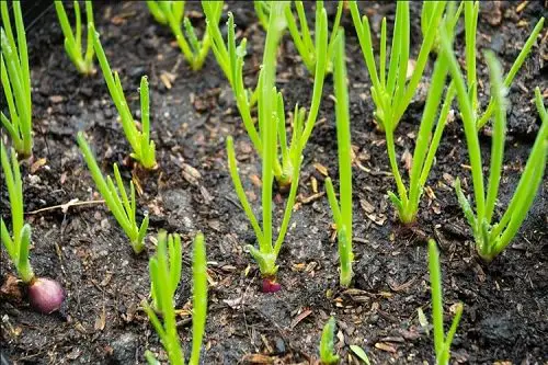 Vegetables that Grow Underground-Shallot  