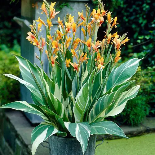 Orange Flowers - Indian Shot