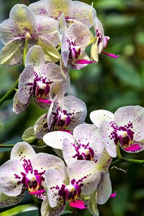 Lovely White and Black Flowers