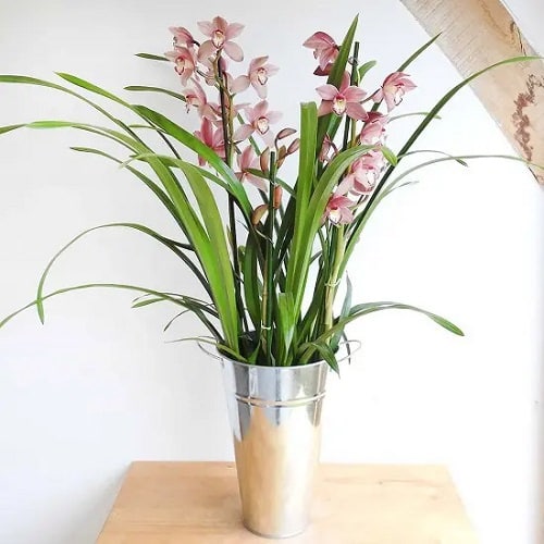 Best Plants for Gym 4
