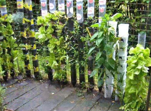 Growing Herbs in Plastic Bottles 6