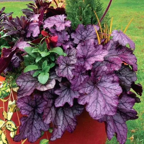 Amazing Heuchera Varieties in garden