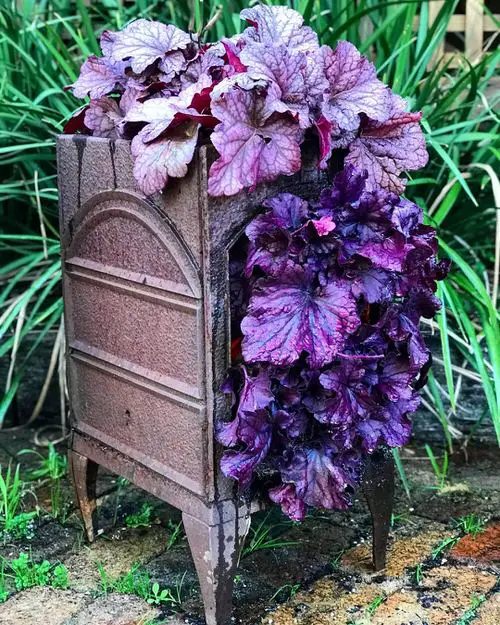 Best Heuchera Varieties
