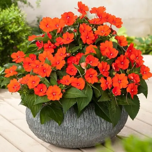 Orange Flowers - Orange Impatiens