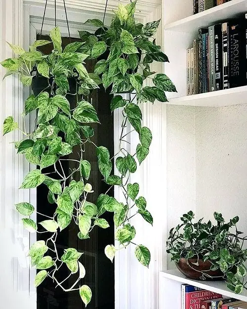 Best Plants for Gym 8