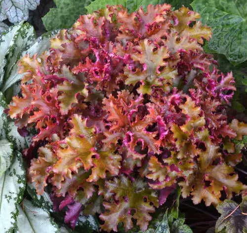 best Different Types of Heucheras