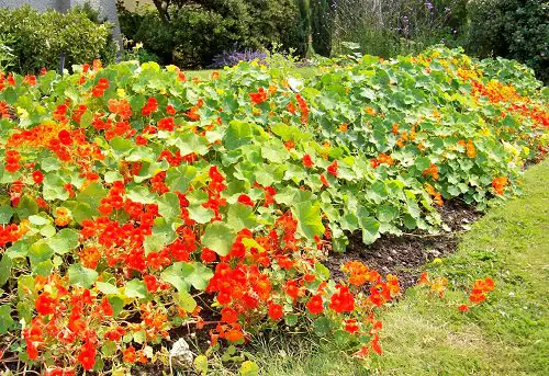 Orange Nasturtium - Orange Flowers