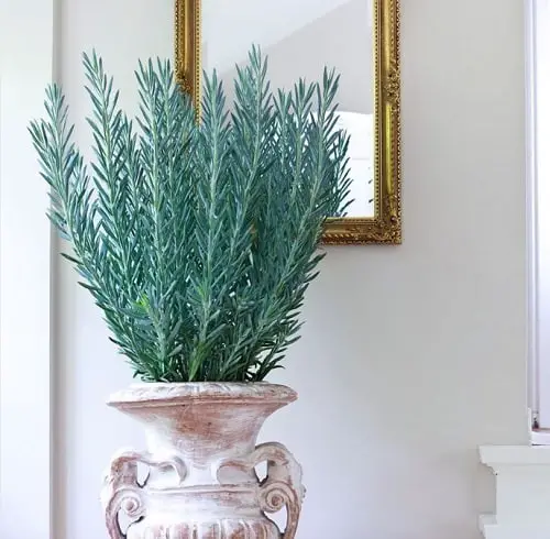 Best Senecio Varieties 9