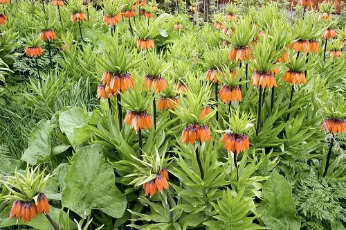 Orange Flower - Crown Imperial