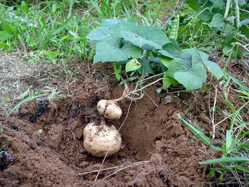 Jicama