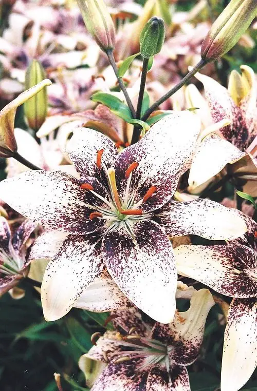 Best Types of Lilies