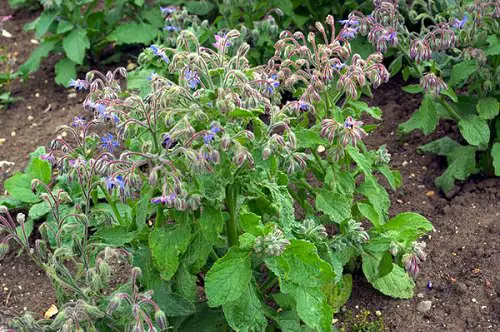 Plants to Grow in Your Edible Tropical Garden
