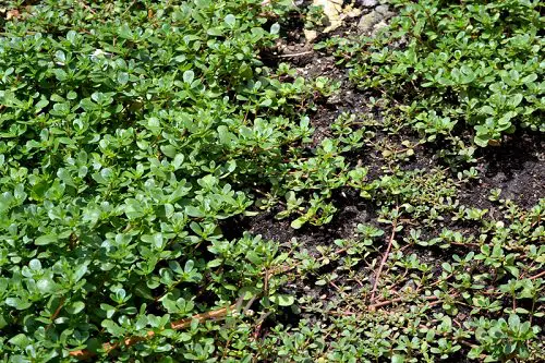 Beneficial Weeds in a Garden