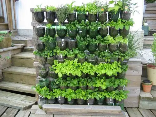 Growing Herbs in Plastic Bottles