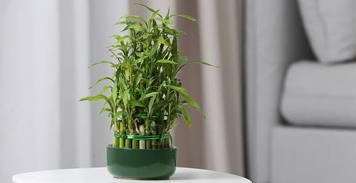 Benefits of Lucky Bamboo Plant