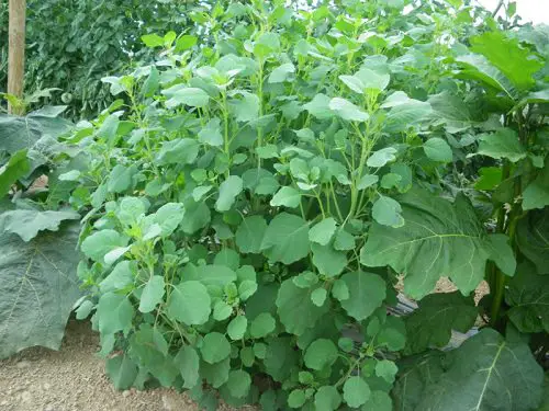 How to Grow Papalo
