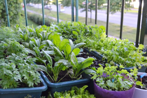 How to Start a Balcony Vegetable Garden 1