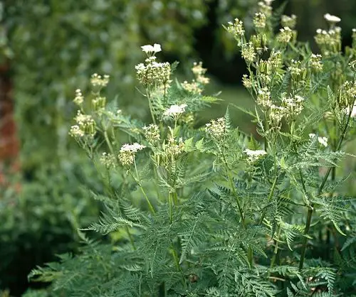 Herbs that Grow Without Sunlight 2