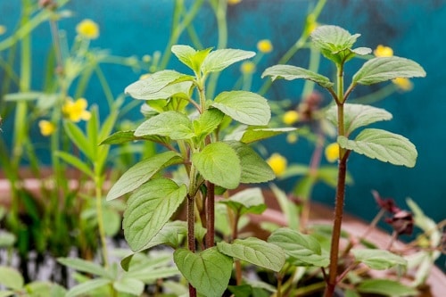 Herbs and Vegetables Perfect for Container Water Gardens 2