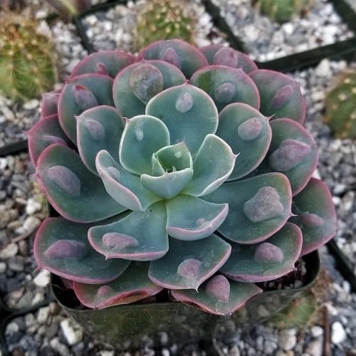 Best Echeveria Types 11