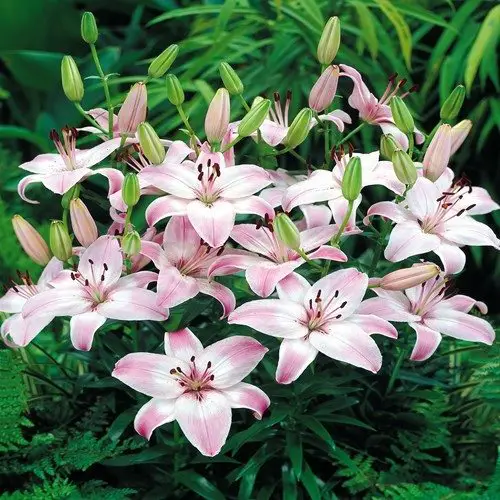 Best Types of Lilies 8