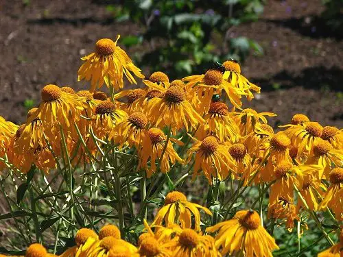 Types of Orange Flowers - Orange Sneezeweed