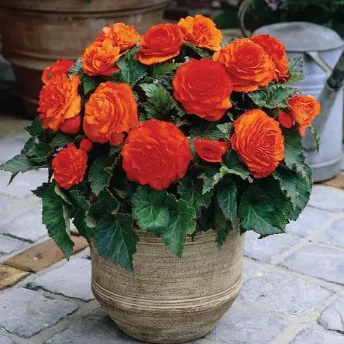 Orange Flowers - Orange Begonia
