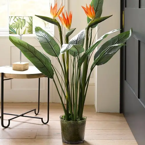 Orange Flowers - Bird of Paradise