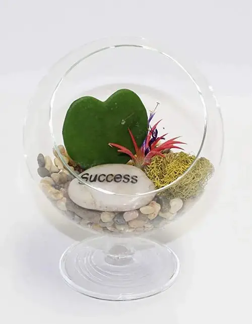 Sweetheart Hoya Terrarium