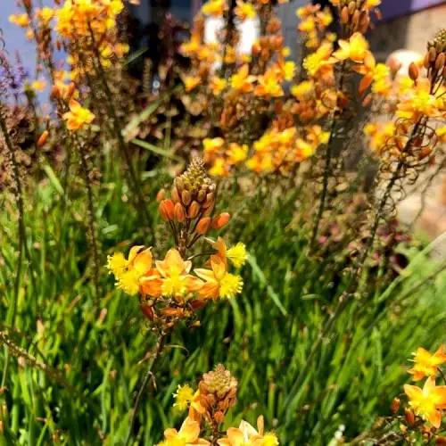 Orange Stalked Bulbine