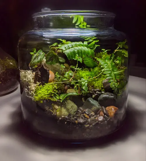 DIY Pickle Jar Terrarium
