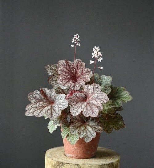 top Different Types of Heucheras
