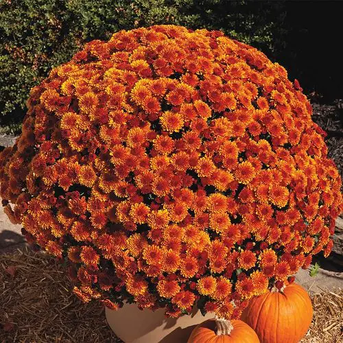 Types of Orange Flowers - Orange Chrysanthemum