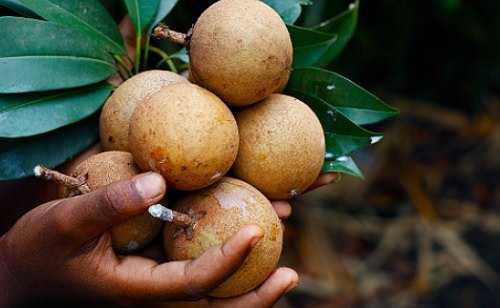 Growing Sapodilla Tree and Care