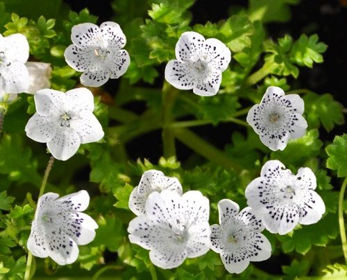 Beautiful Black and White Flowers 