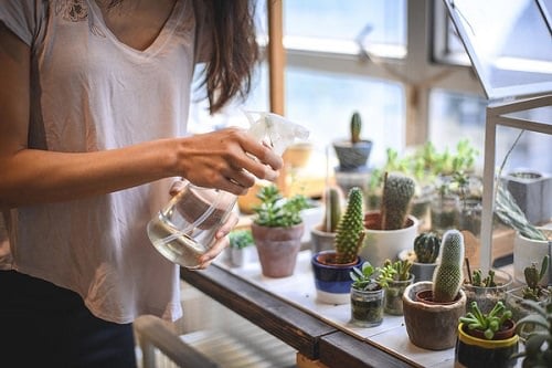 How Often To Water Succulents 2