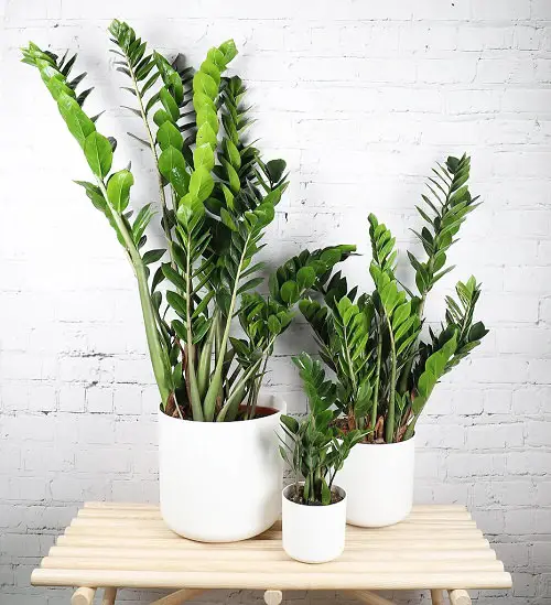 Best Plants for Gym 2