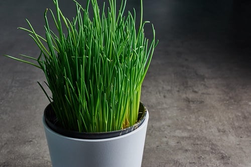 How to Grow French Herb Garden 2