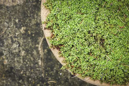 Useful Herbs that Grow Without Sunlight